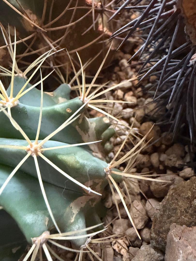 フェロカクタス王冠竜セット！ハビタット◇ドライガーデン多肉サボテン南国アガベ