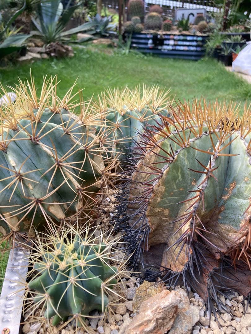 フェロカクタス王冠竜セット！ハビタット◇ドライガーデン多肉サボテン南国アガベ