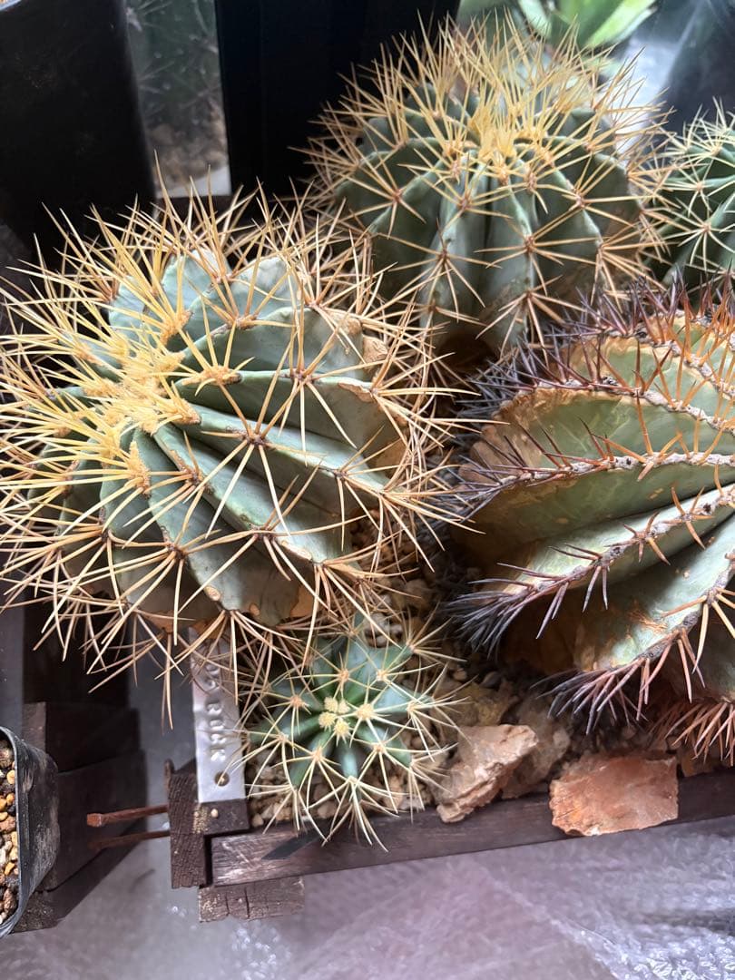 フェロカクタス王冠竜セット！ハビタット◇ドライガーデン多肉サボテン南国アガベ