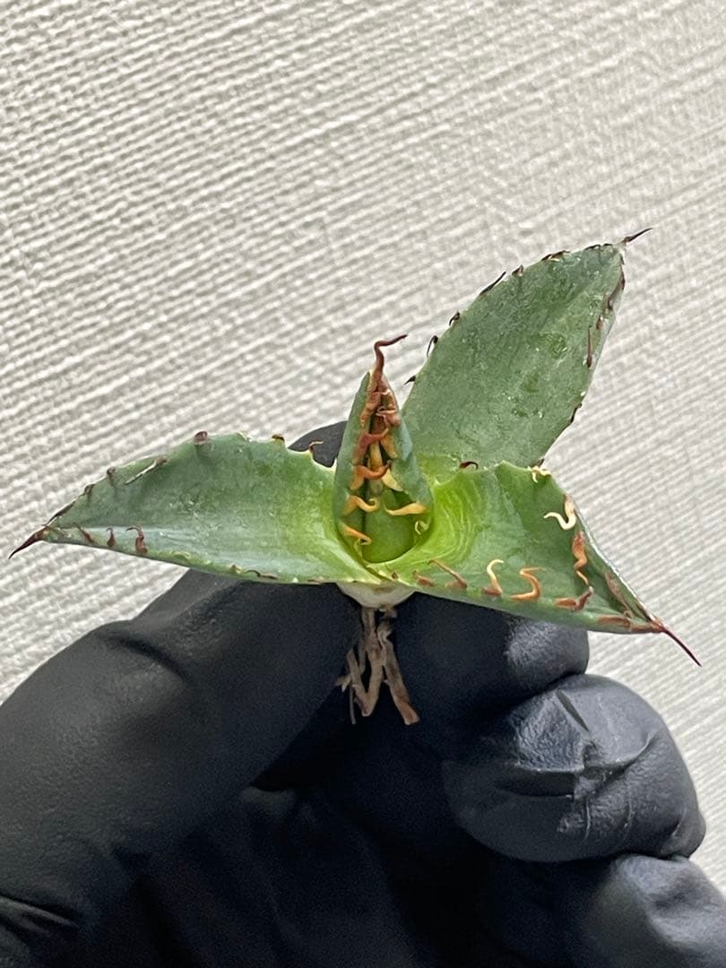 (*/様 ジェレミー産Hidden Agaveアガベ エボリスピナ×BBハイブリ