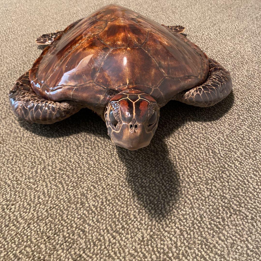 ウミガメ　剥製