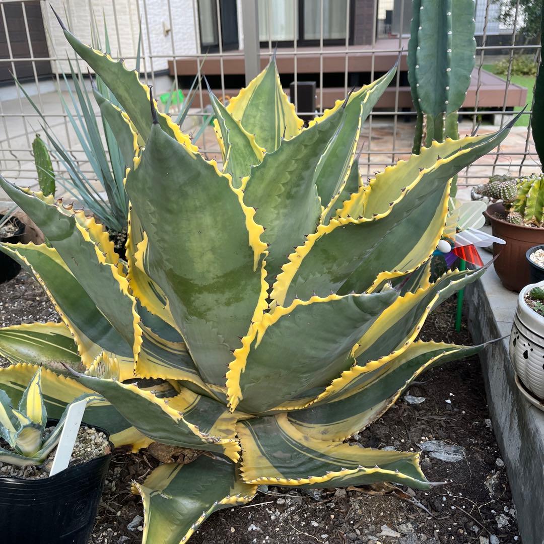 アガベ　サルミアナ　リップルエフェクト　美形・大株　幅92cm