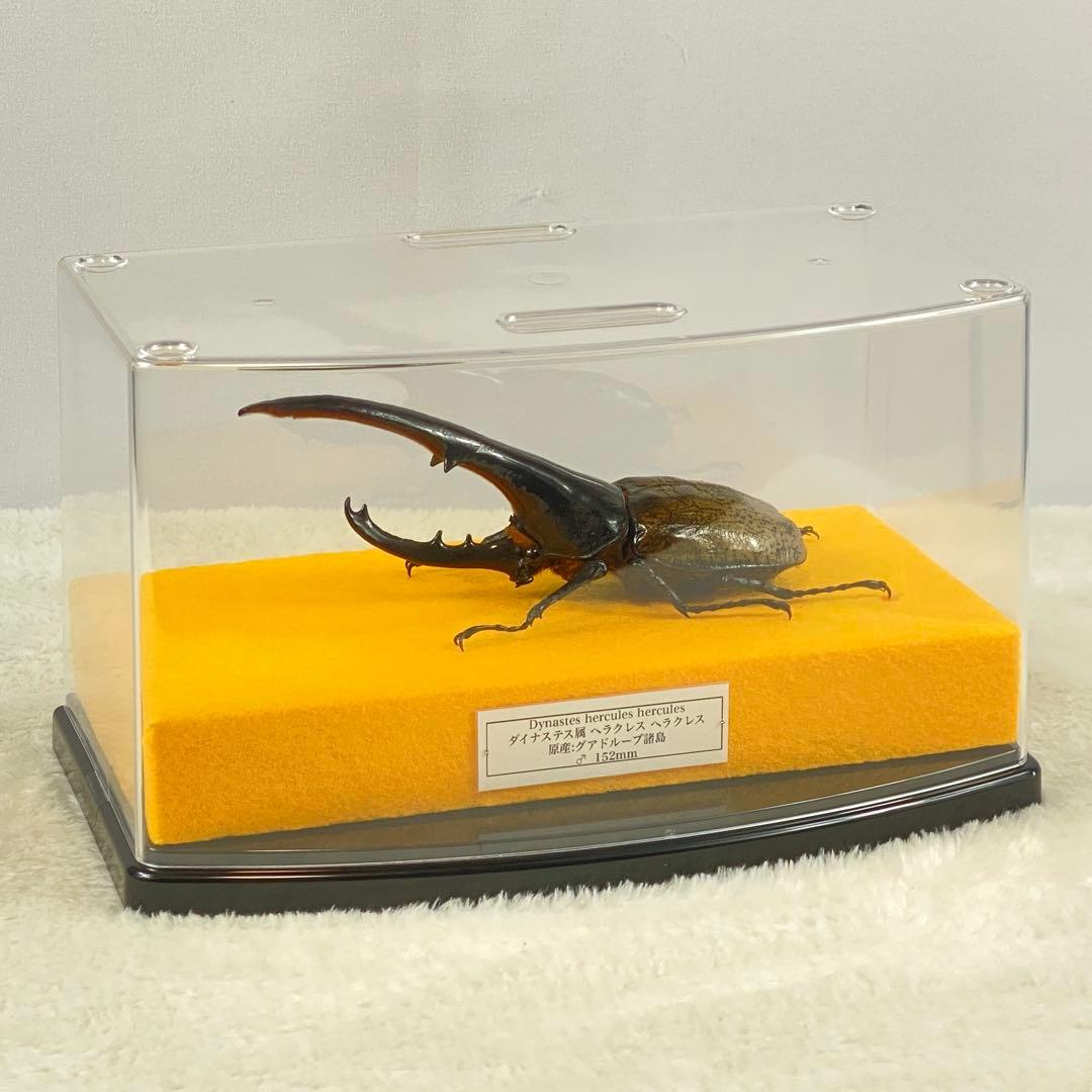 【大型】ヘラクレスオオカブト（ヘラクレス）のオブジェ（標本）