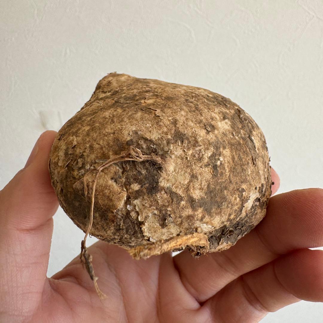 18.アデニア・オバタ 輸入直後ベアルート株　Adenia Ovata