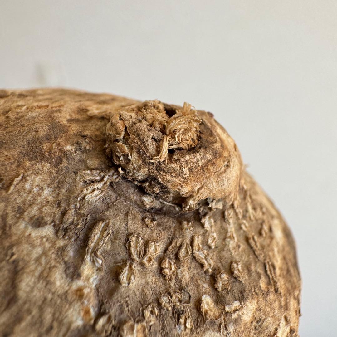 18.アデニア・オバタ 輸入直後ベアルート株　Adenia Ovata