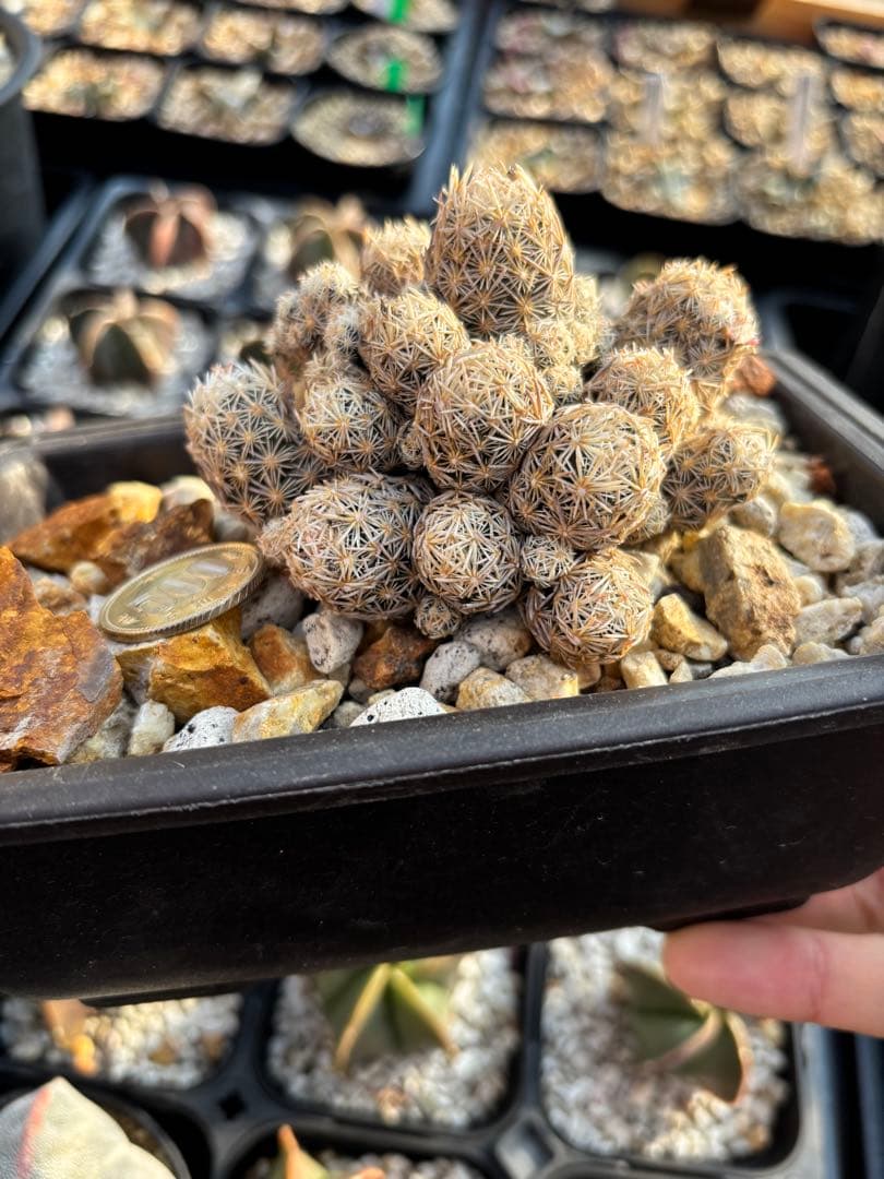 エスコバリア　ミニマ　台付