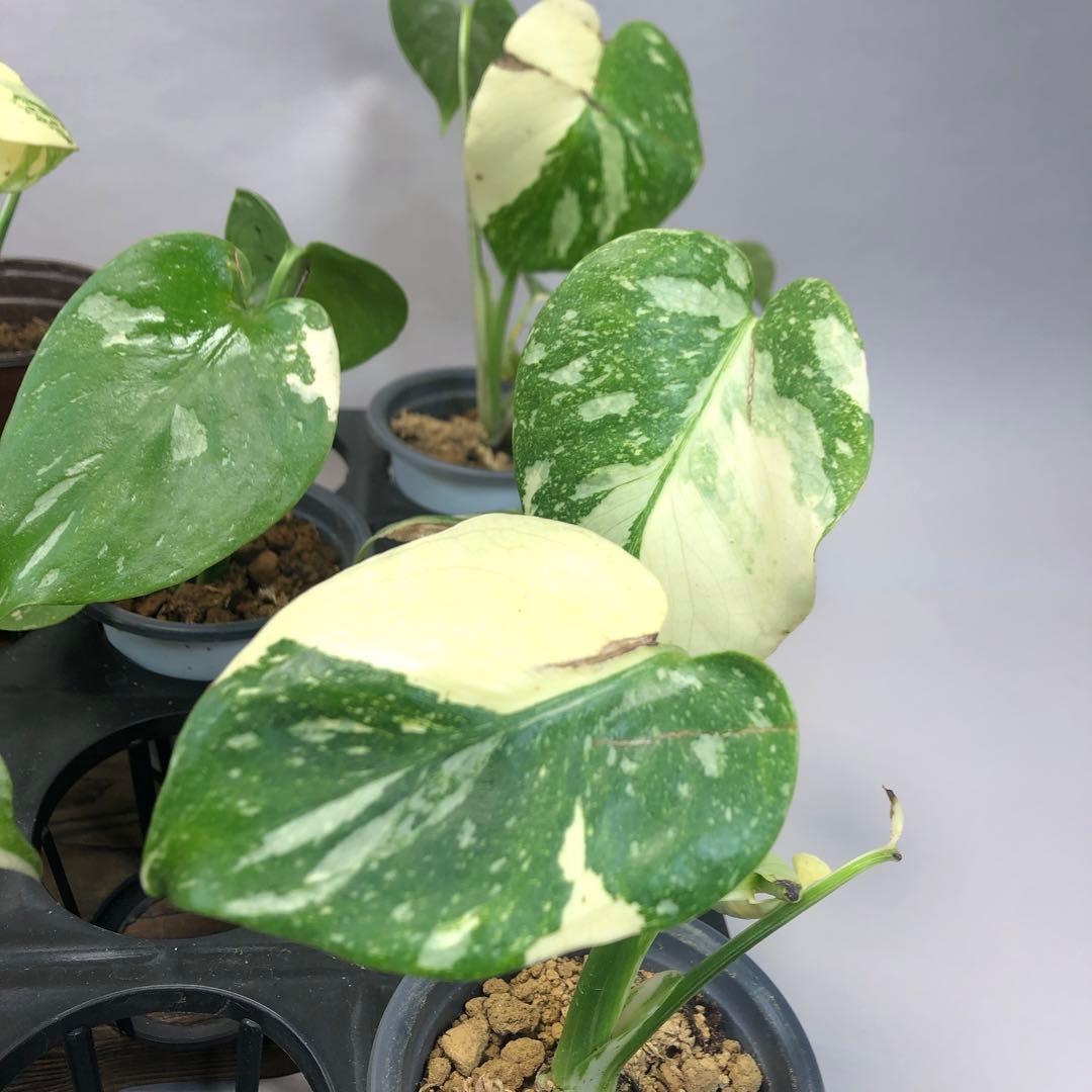 s*a様 10株セットms57訳あり【特別選抜】モンステラ・タイコンステレーショ