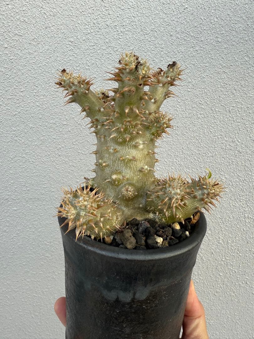 パキポディウムロスラーツム実生　発根済み　塊根植物　コーデックス