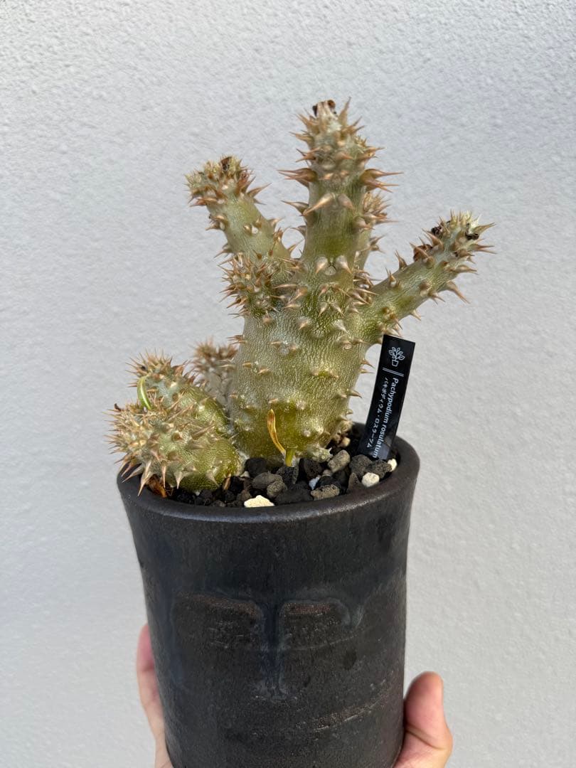 パキポディウムロスラーツム実生　発根済み　塊根植物　コーデックス