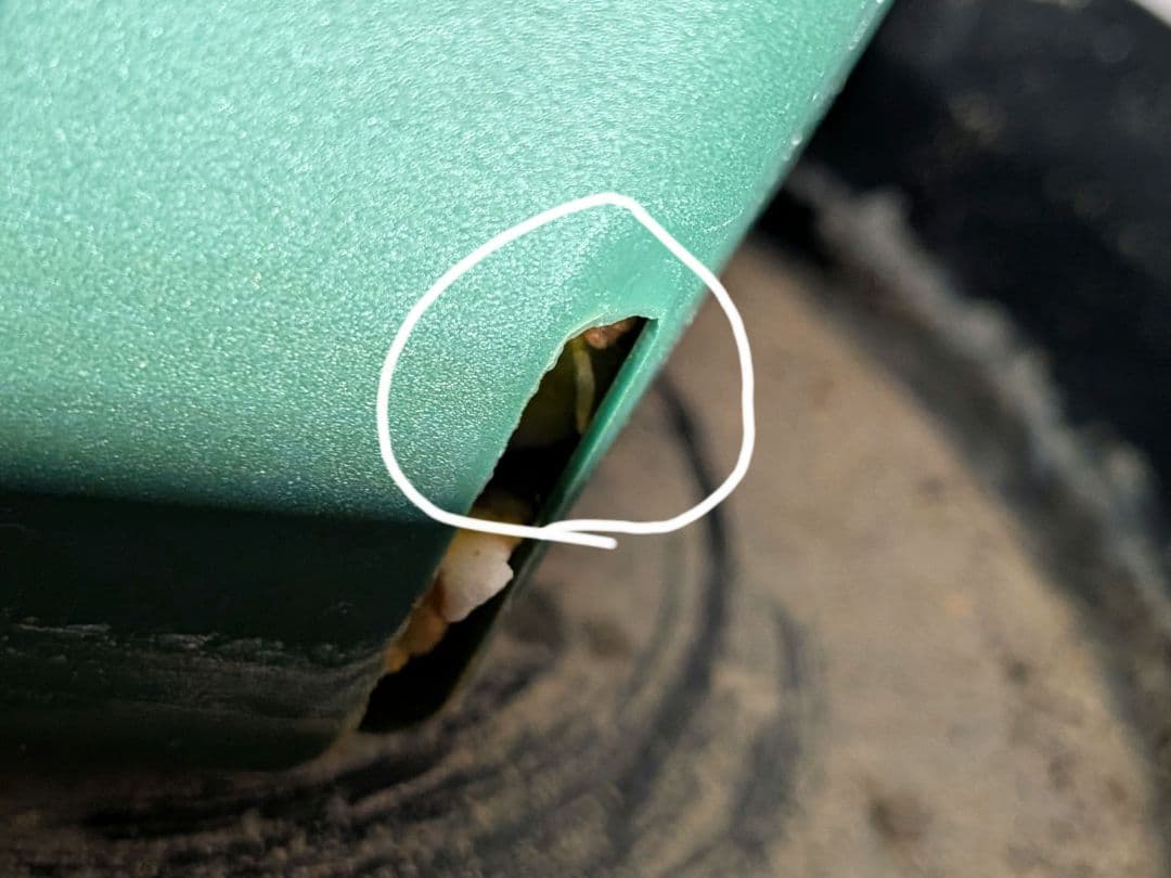 大型　パキポディウム　グラキリス