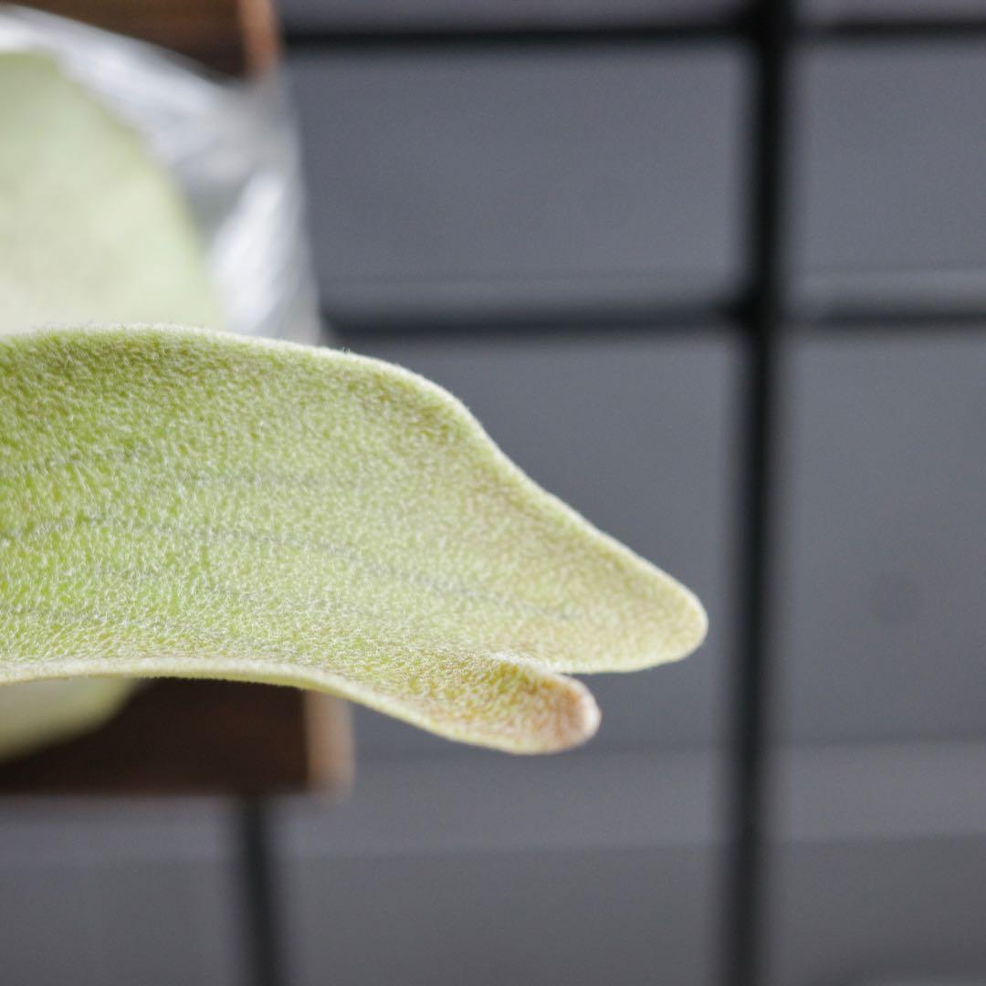 ︎︎︎︎☑︎ P.veitchii Auburn  子株 ビカクシダ