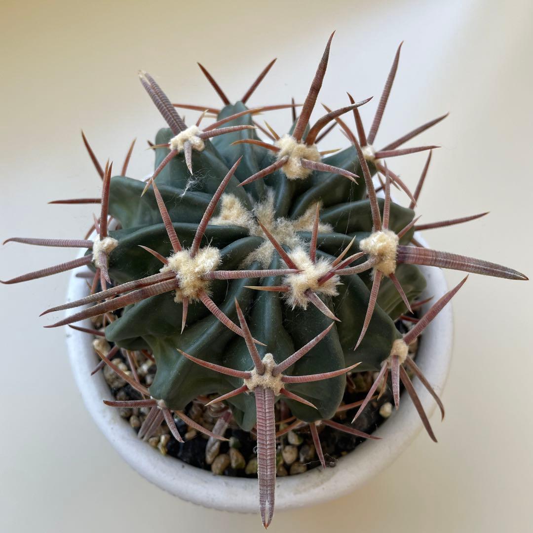 サボテン　綾波　実生