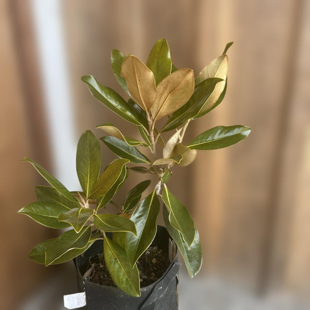 宝*箱様 常緑樹　リトルジェム