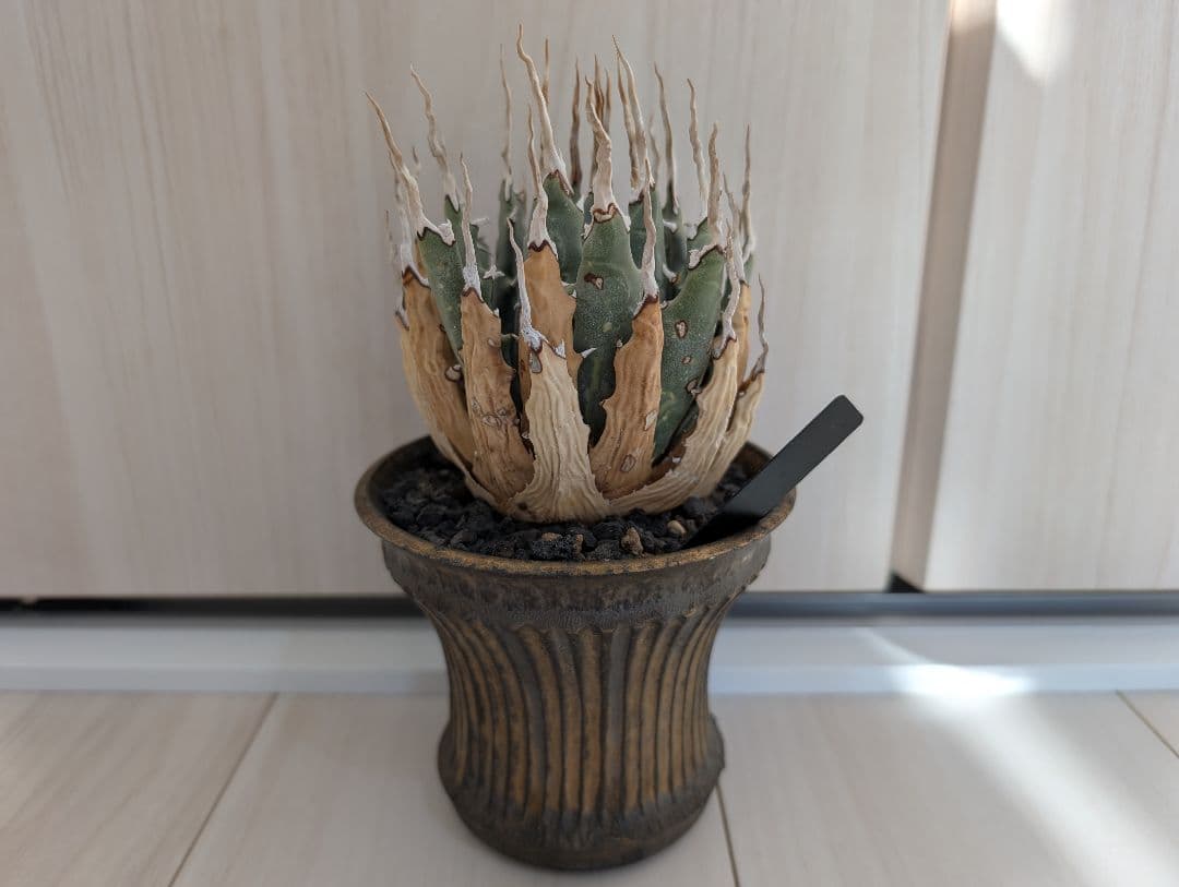 アガベ ユタエンシス エボリスピナ 陽炎 池田佐一郎 陶器鉢