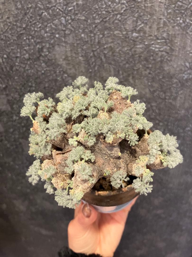 モンソニア　ムルチフィダ　ムルチフィズム　現地株　盆栽風