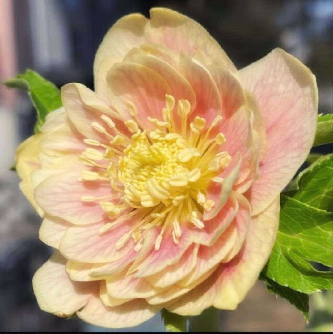 クリスマスローズ　ソレイユ dd　極上ぼかし　交配苗