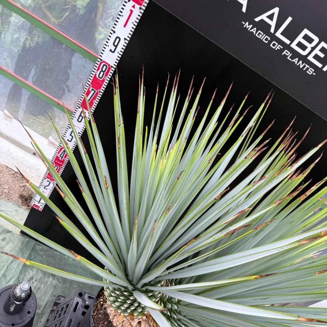 【AL-F1074】ユッカ　LA ALBERO　Ver.リギダ　頂上分頭　極上