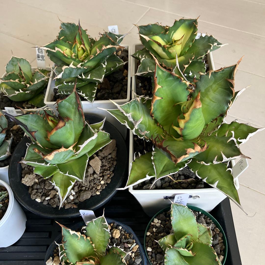 アガベ引退コレクション 複数株