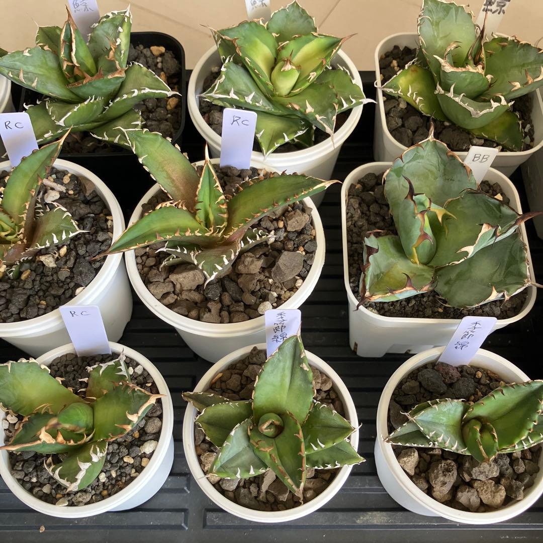 アガベ引退コレクション 複数株