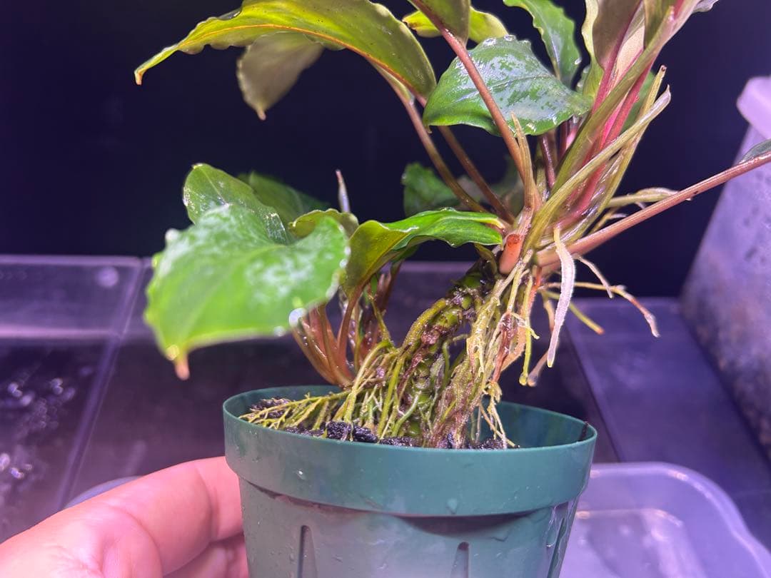 たお品Bucephalandra sp.Pearl gray【TB】