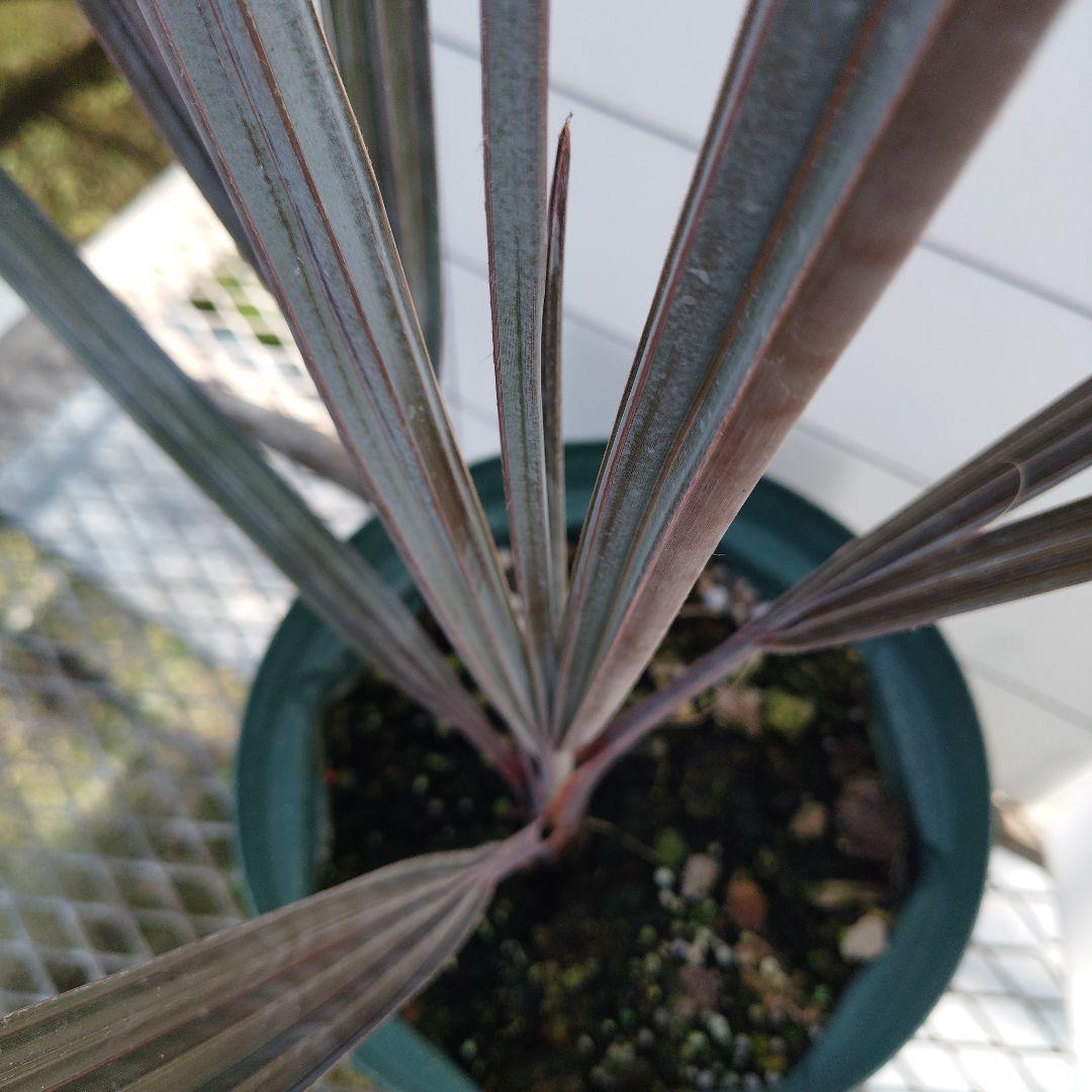 ビスマルキアノビリスシルバー