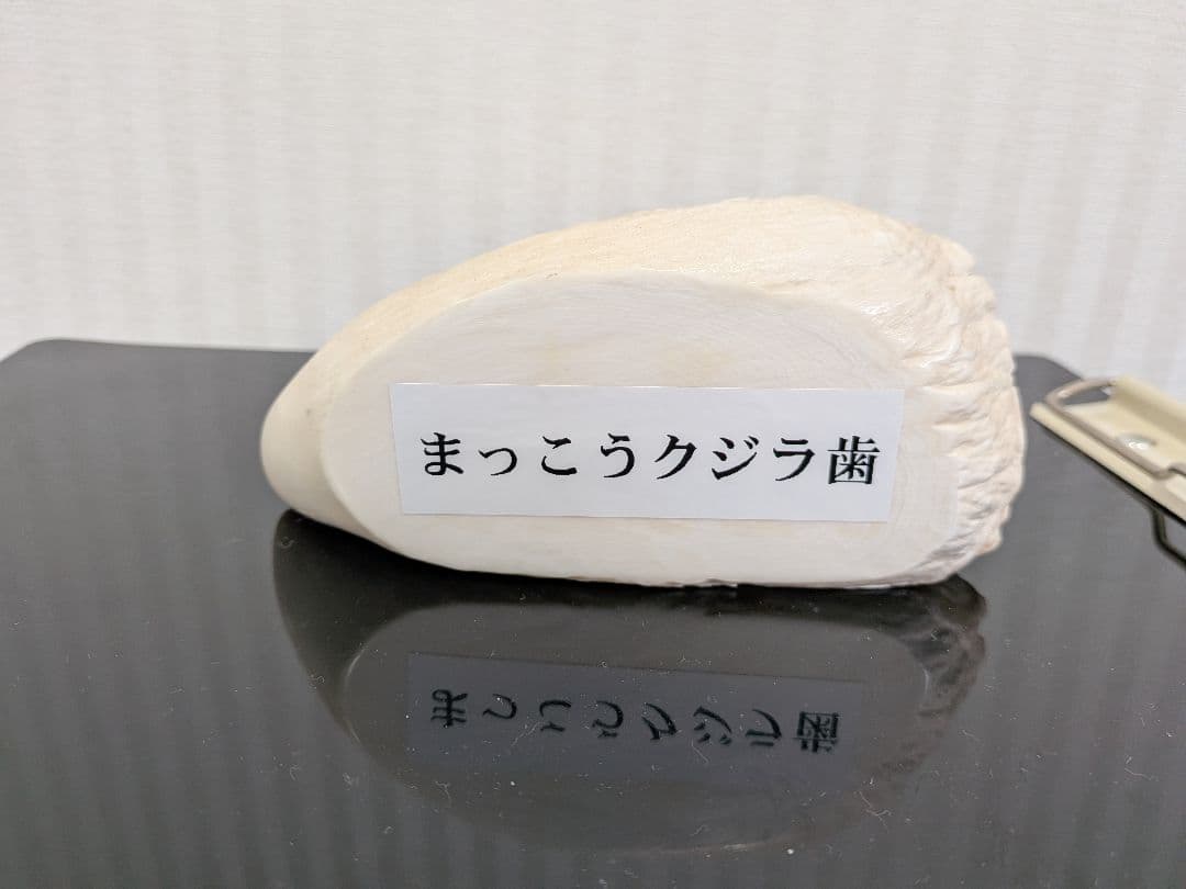 マッコウ鯨歯　本物　片面平磨き済み