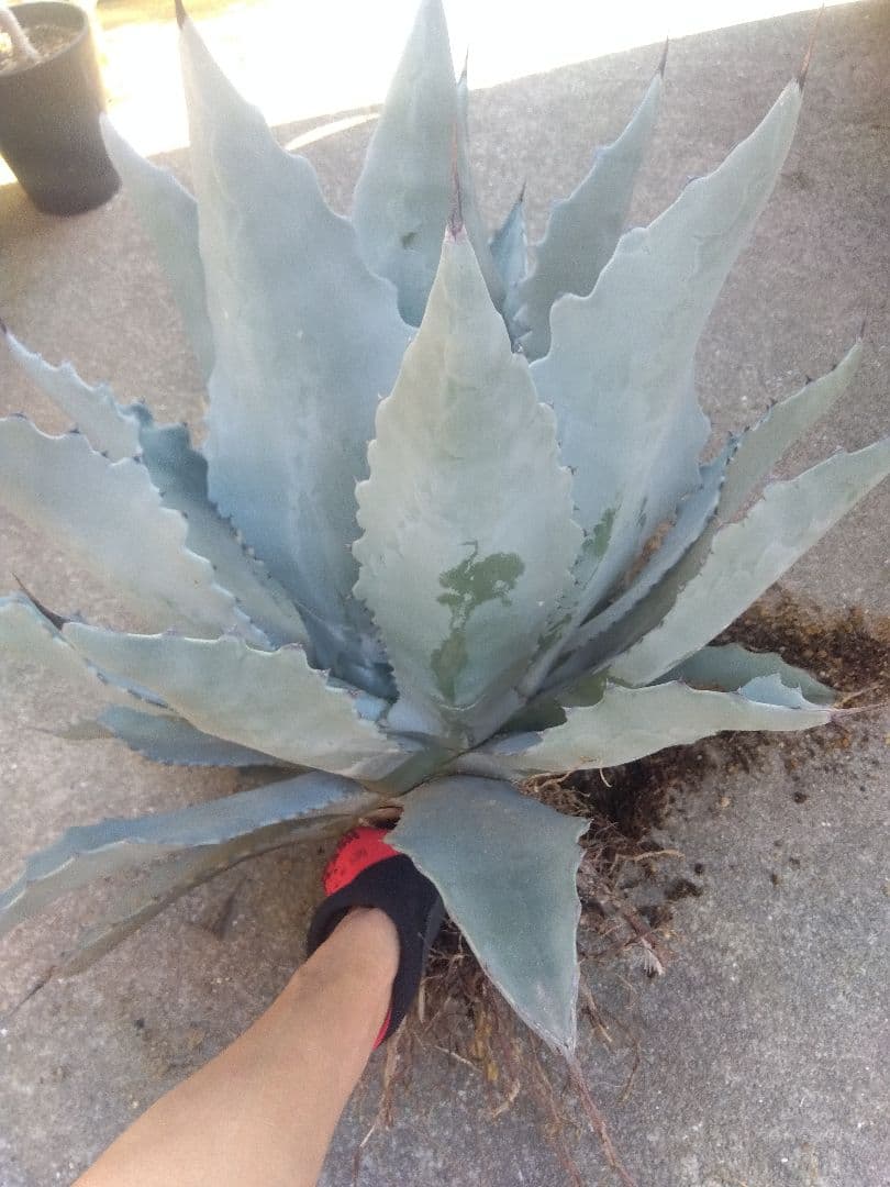 アガベ　テマカプリネンシス　選抜個体　超大株70センチ❗超特大親株❗