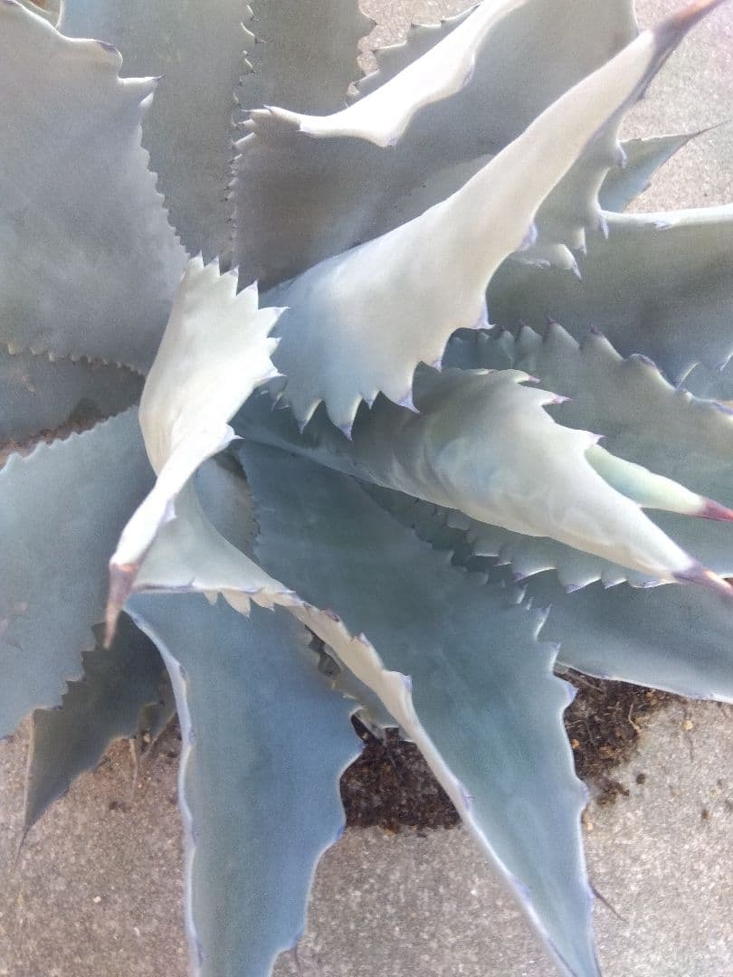 アガベ　テマカプリネンシス　選抜個体　超大株70センチ❗超特大親株❗