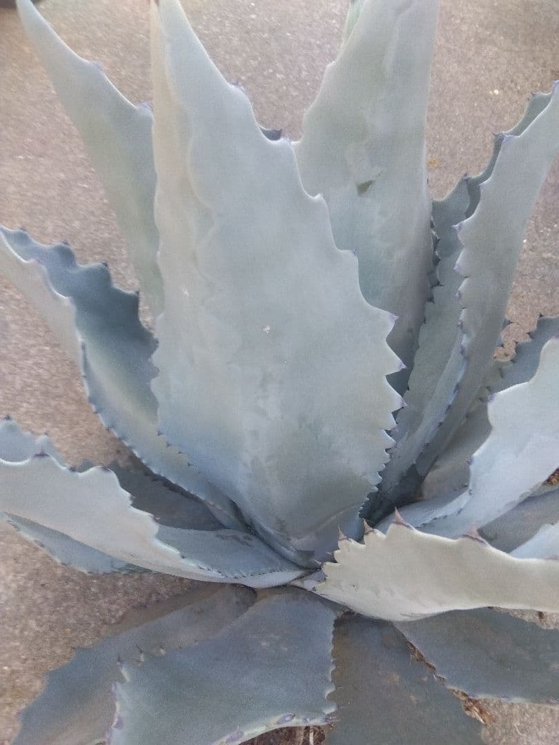 アガベ　テマカプリネンシス　選抜個体　超大株70センチ❗超特大親株❗