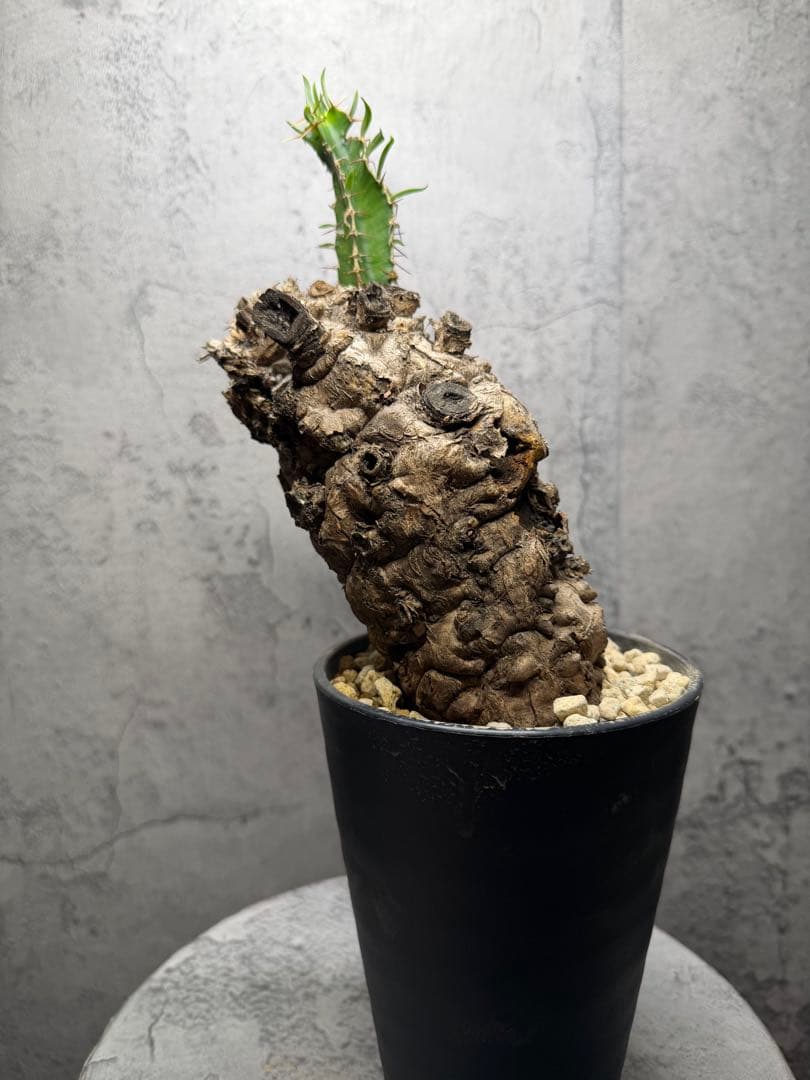 ユーフォルビア　ムランジーナ　発根済み