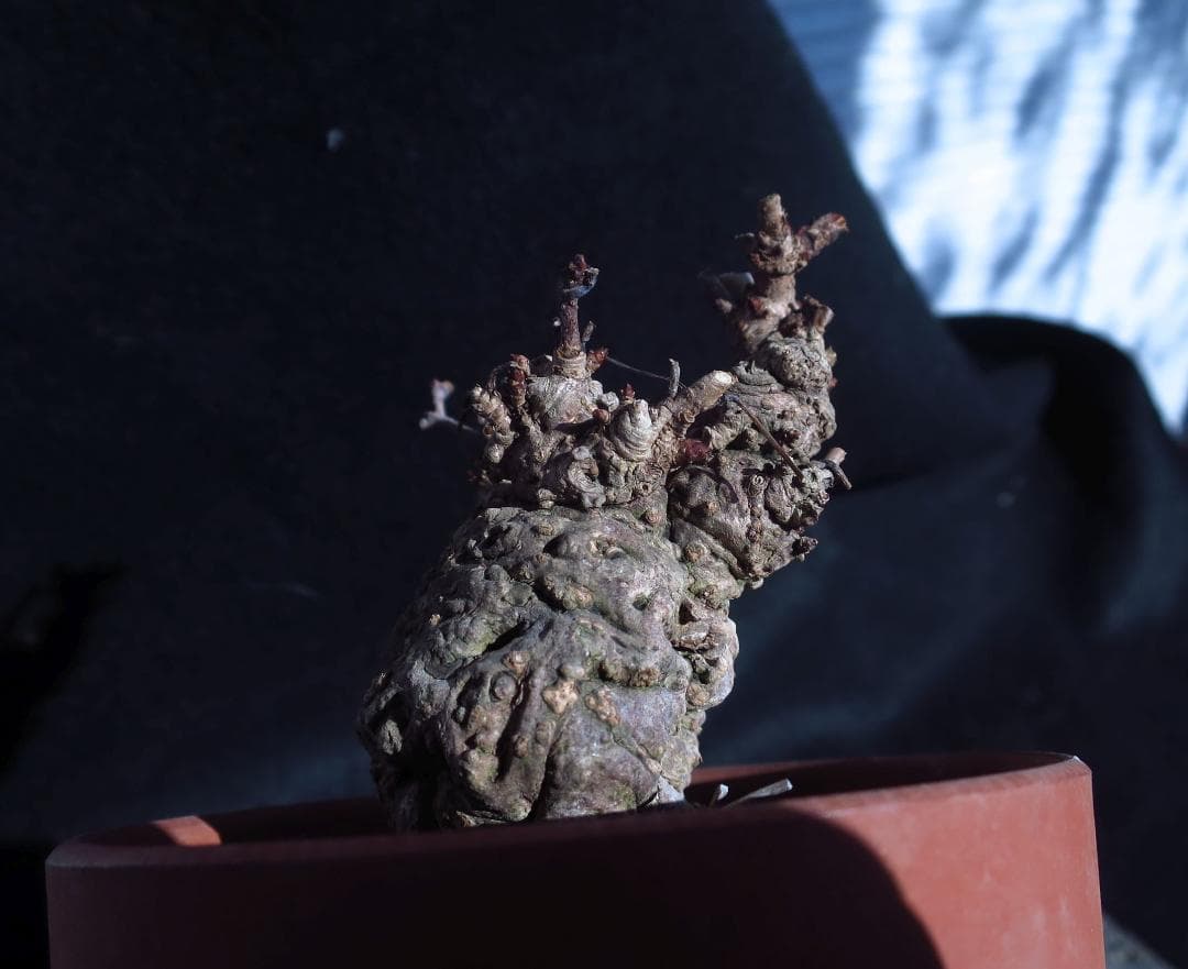 五葉あけび　アケビ　太幹　小品盆栽