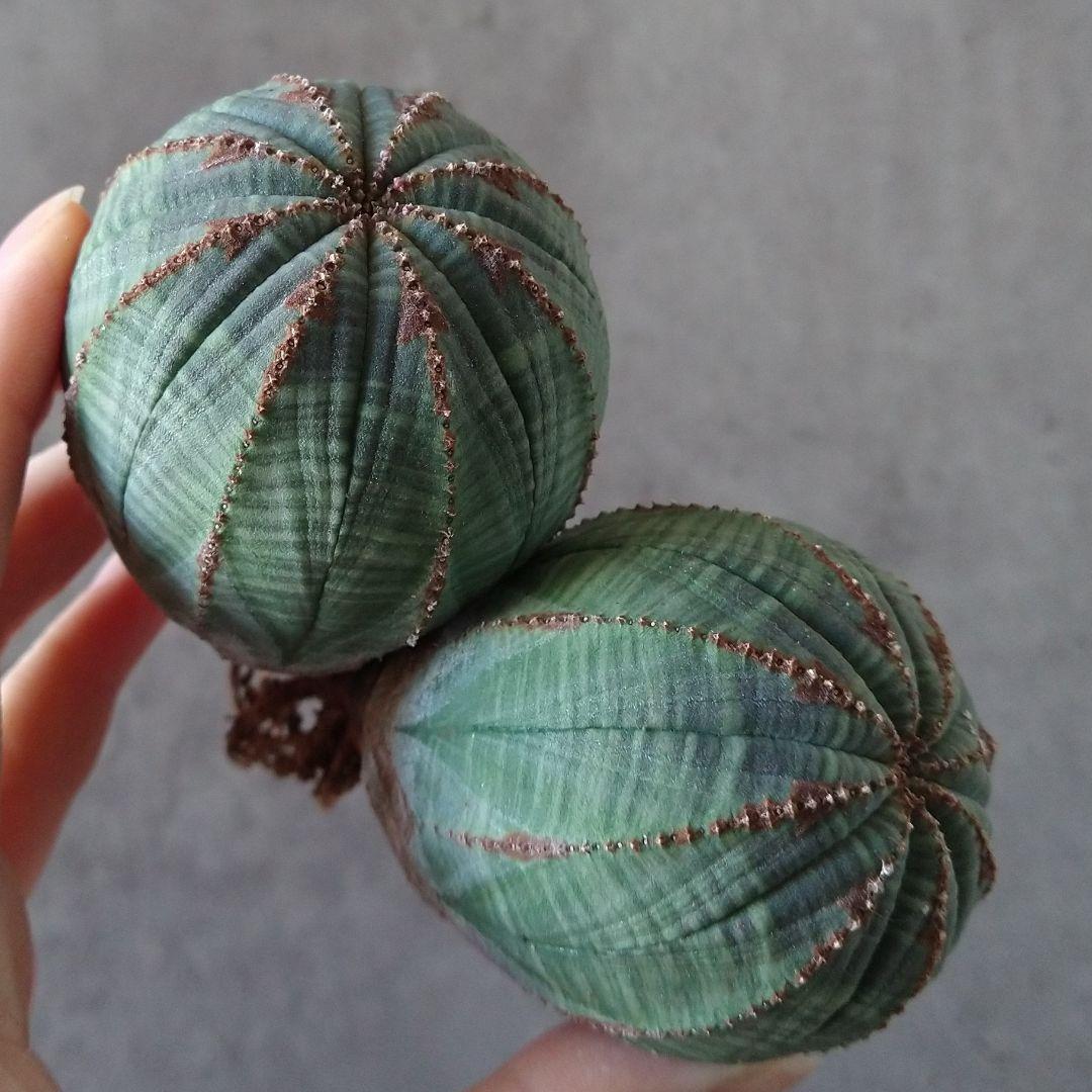 Ｈ*様 B15720★オークション★ユーフォルビア オベサ ダブルヘッド 美株！