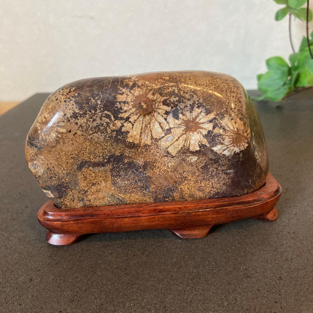 歳末フェア価格　ゴールドの世界　菊花石　★鑑賞石　菊花石　水石