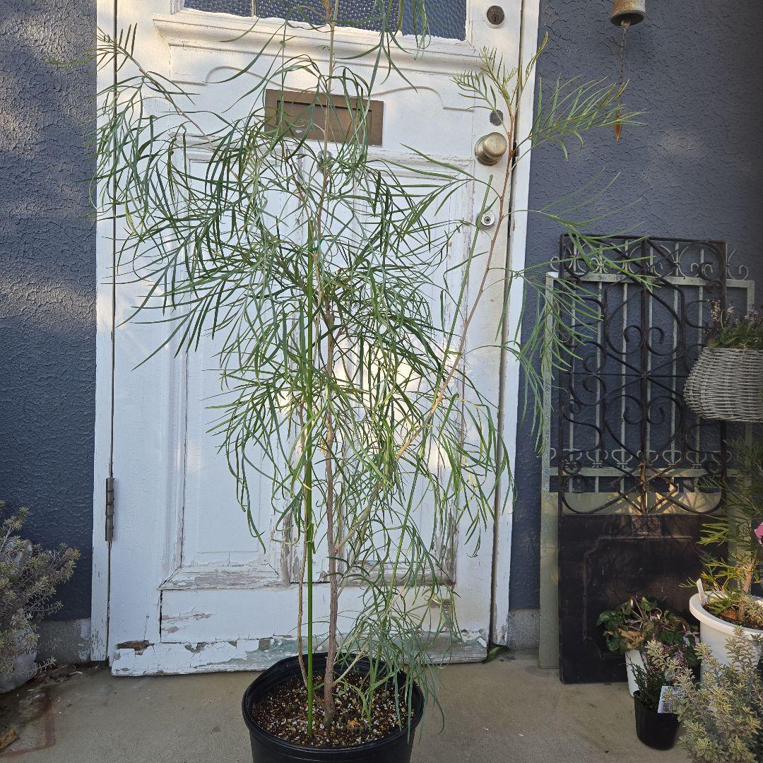 グレビレア　ピンクサプライズ　8号　特大苗木最高等級　希少品種