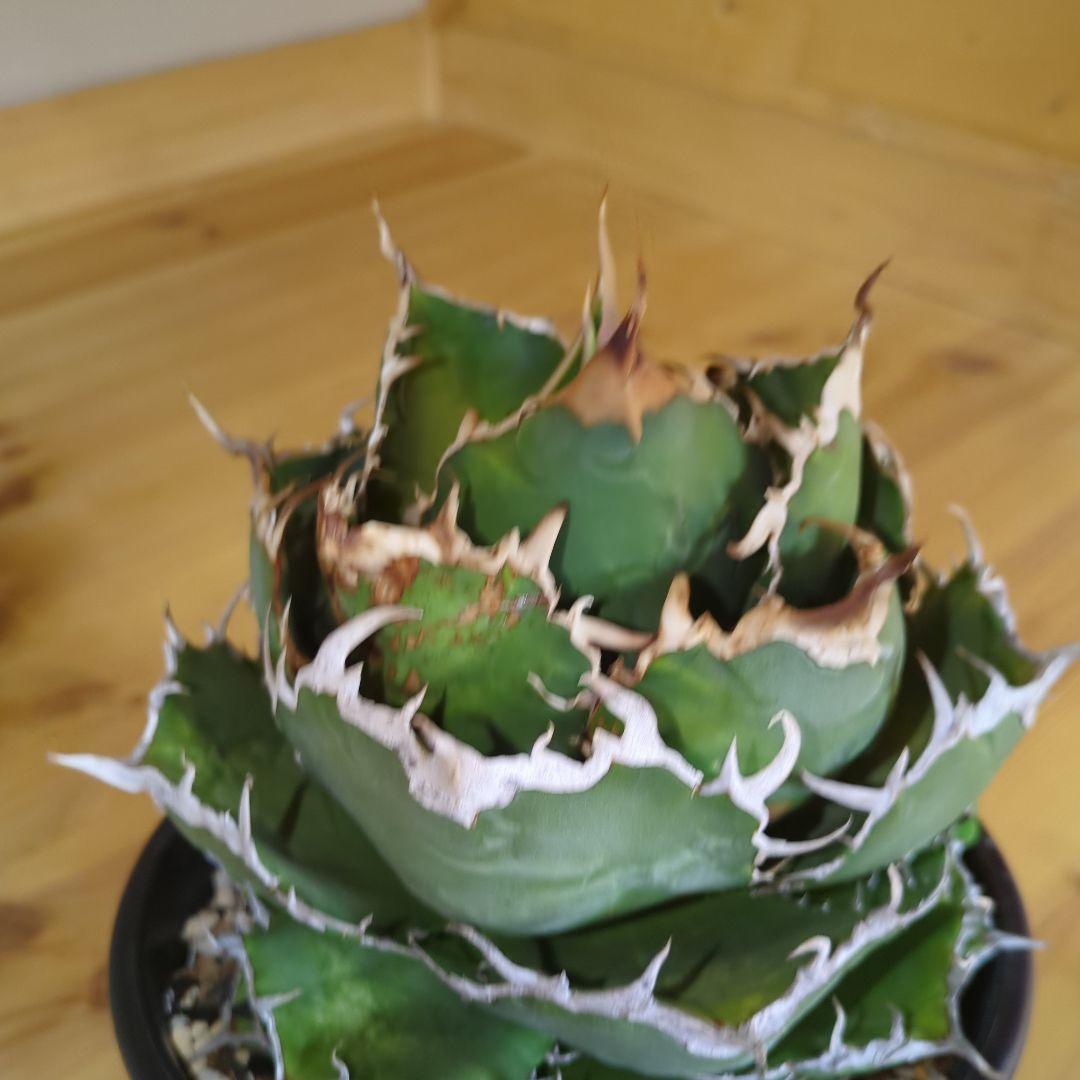 アガベ　白鯨　大株6号鉢