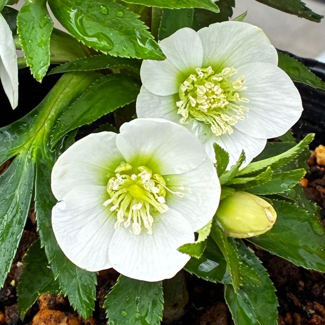 小*夏様 3448☘️花、タグ付☘️⭐️ベビードール⭐️超小輪⭐️超コンパクト⭐