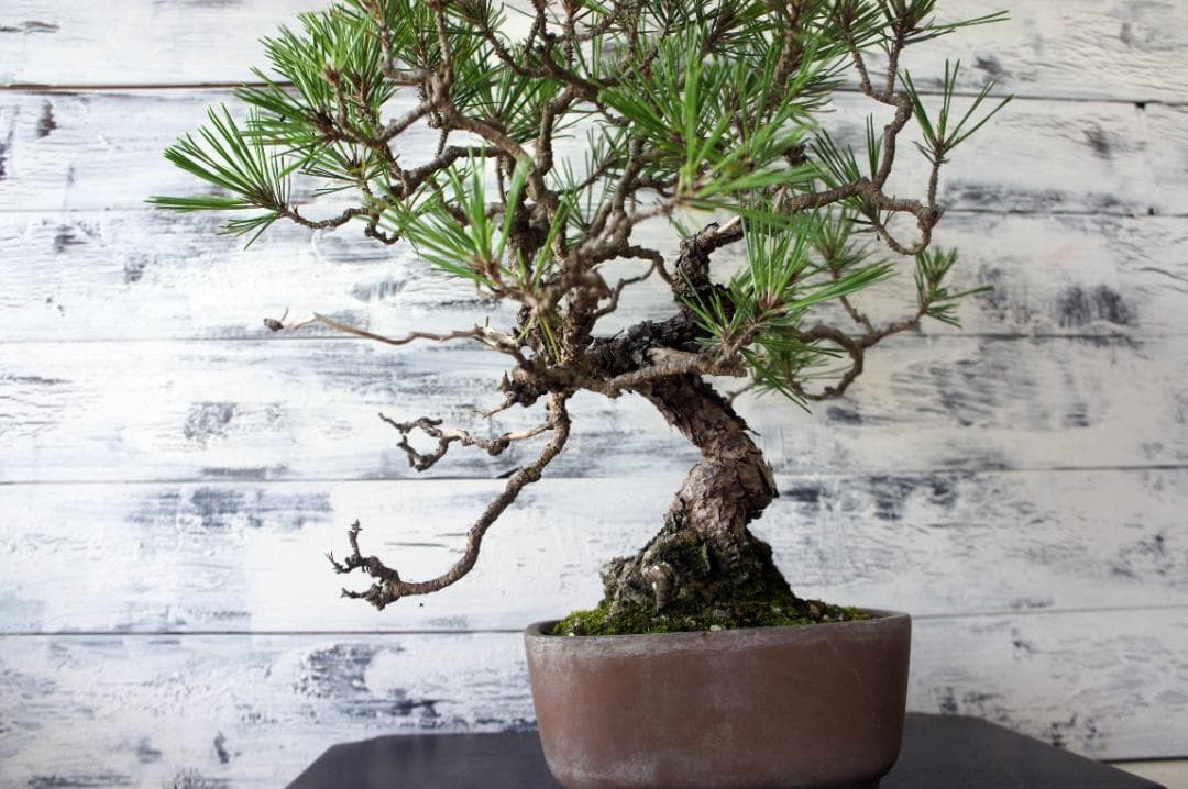 盆栽 『赤松』 インテリア 観葉植物 園芸 ガーデニング 送料無料 b161