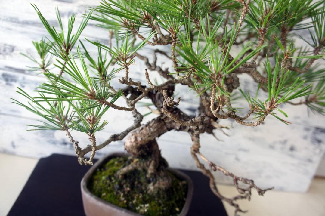 盆栽 『赤松』 インテリア 観葉植物 園芸 ガーデニング 送料無料 b161