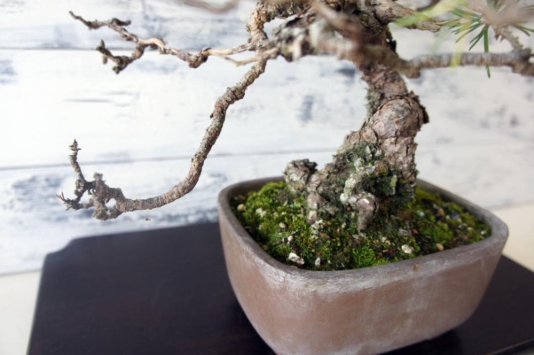 盆栽 『赤松』 インテリア 観葉植物 園芸 ガーデニング 送料無料 b161