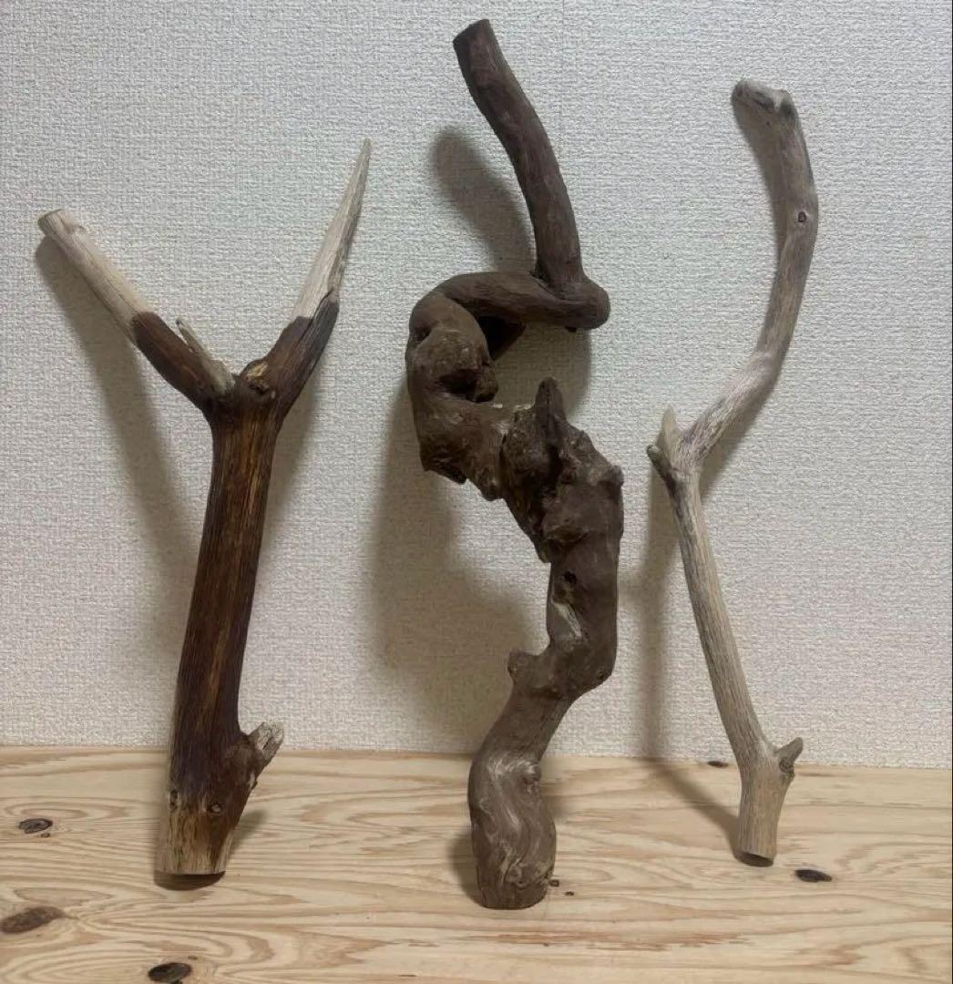 G80 天然流木　灰汁抜き処理済み　爬虫類　両生類　　インテリア　観葉植物