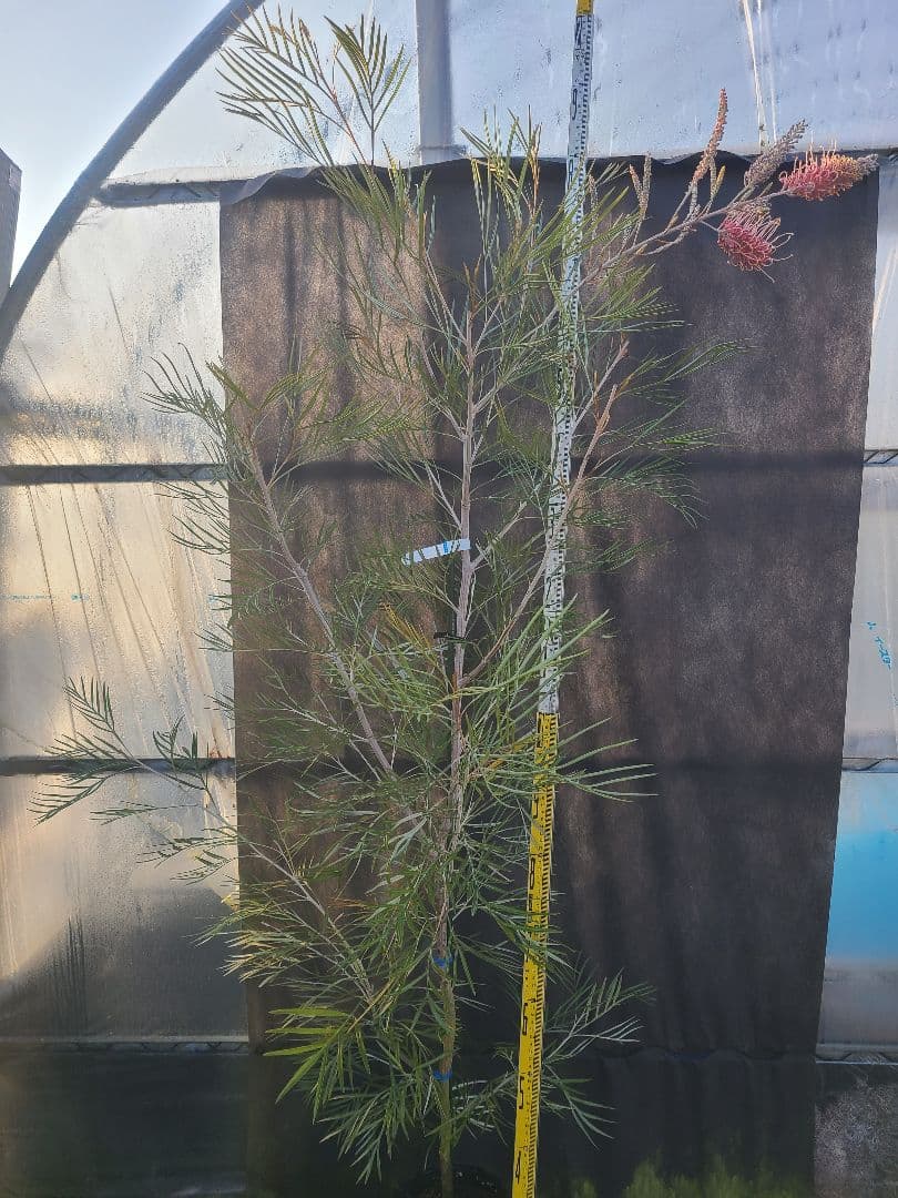 【花芽付き・大株】グレビレア ピンクサプライズ 7号鉢 高さ約200cm 希少