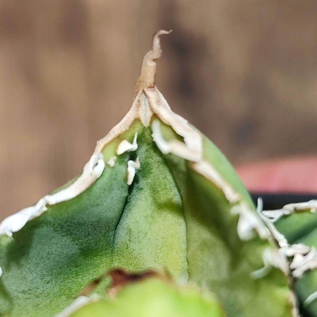 気まぐれ値下げ【アガベ チタノタ 麻花龍 OC株 Lize産】/ 星空金蟾