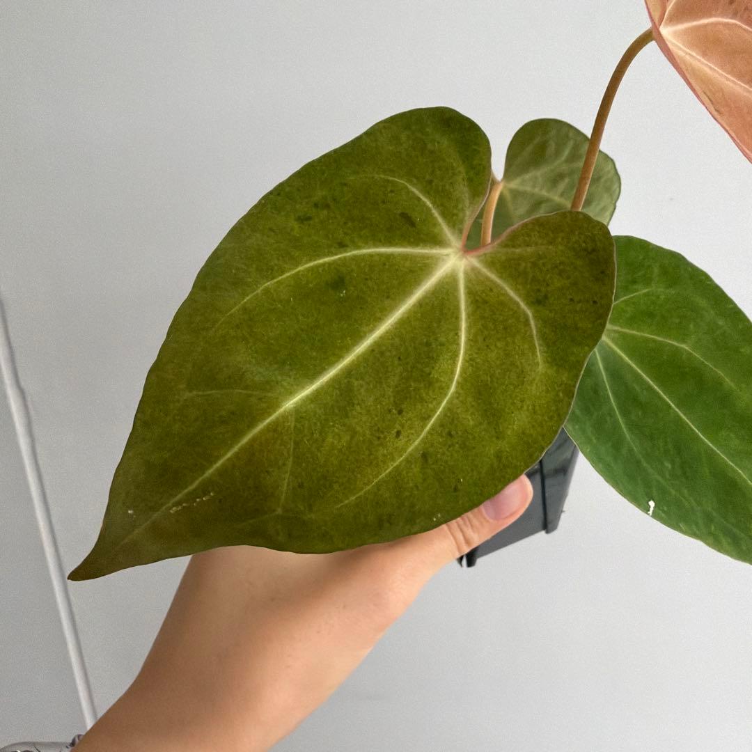 Anthurium ‘Mint King’ アンスリウムミントキング 3