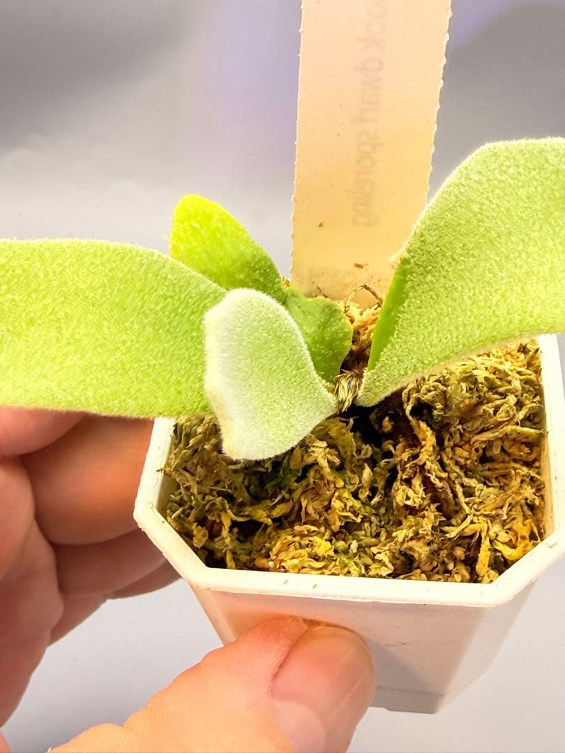 しーあ　ビカクシダ　P.willinckii Dwarf Nook