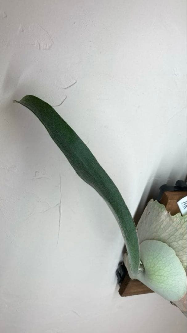 P.Veitchii Wild Australia Pup②【年末年始限定】