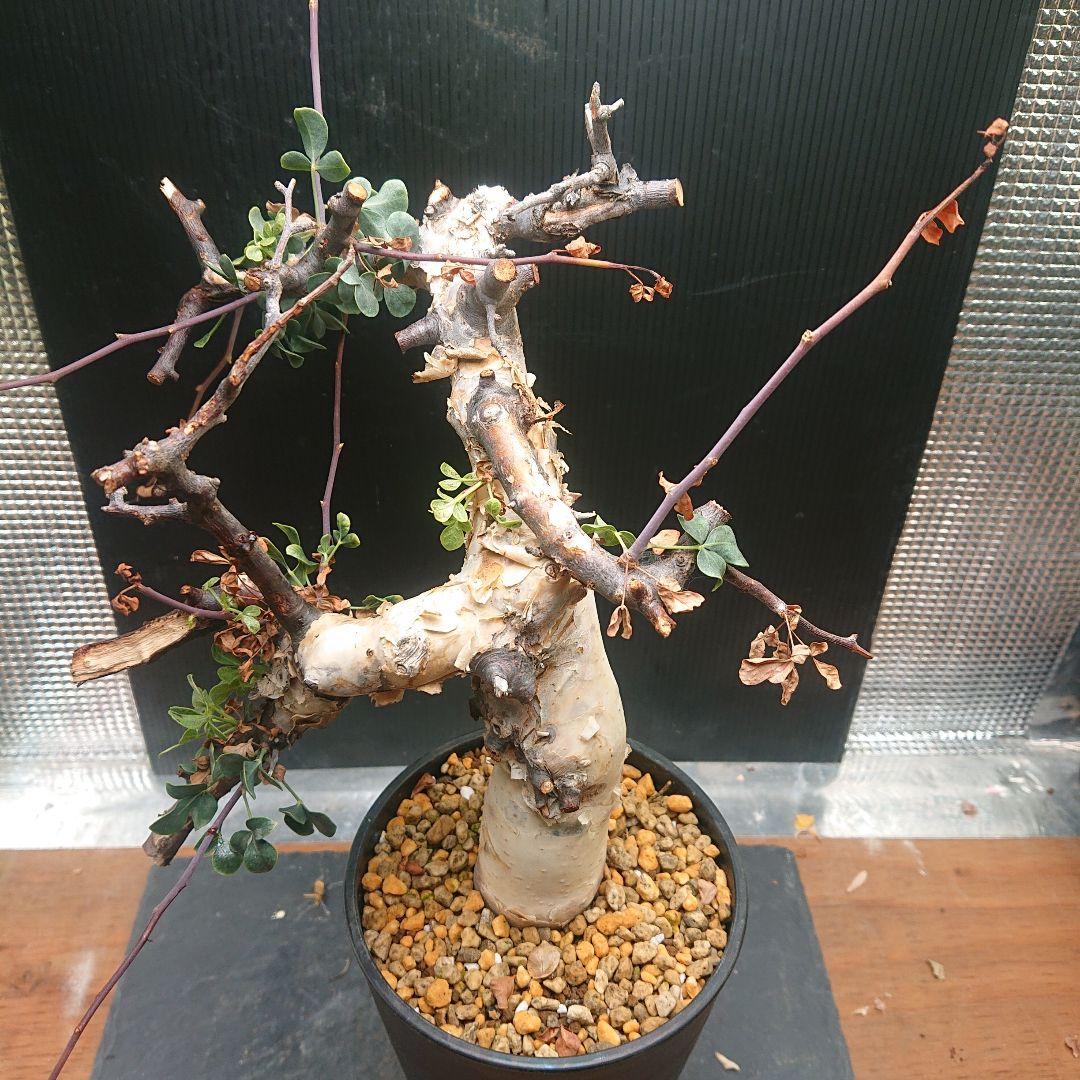 ②コミフォラ カタフ ピュア 塊根植物 現地株 パキプス