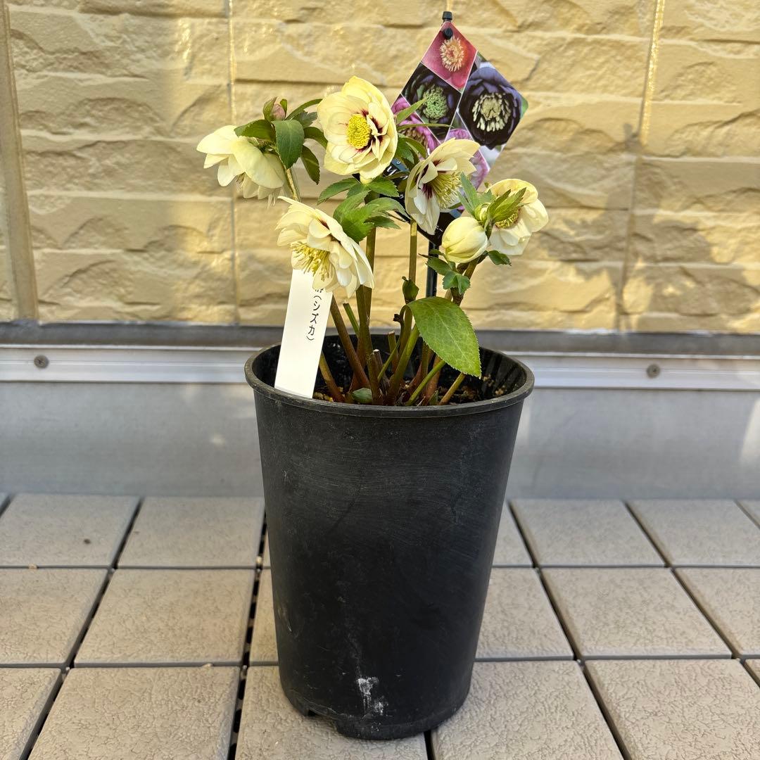 まい様ご依頼品