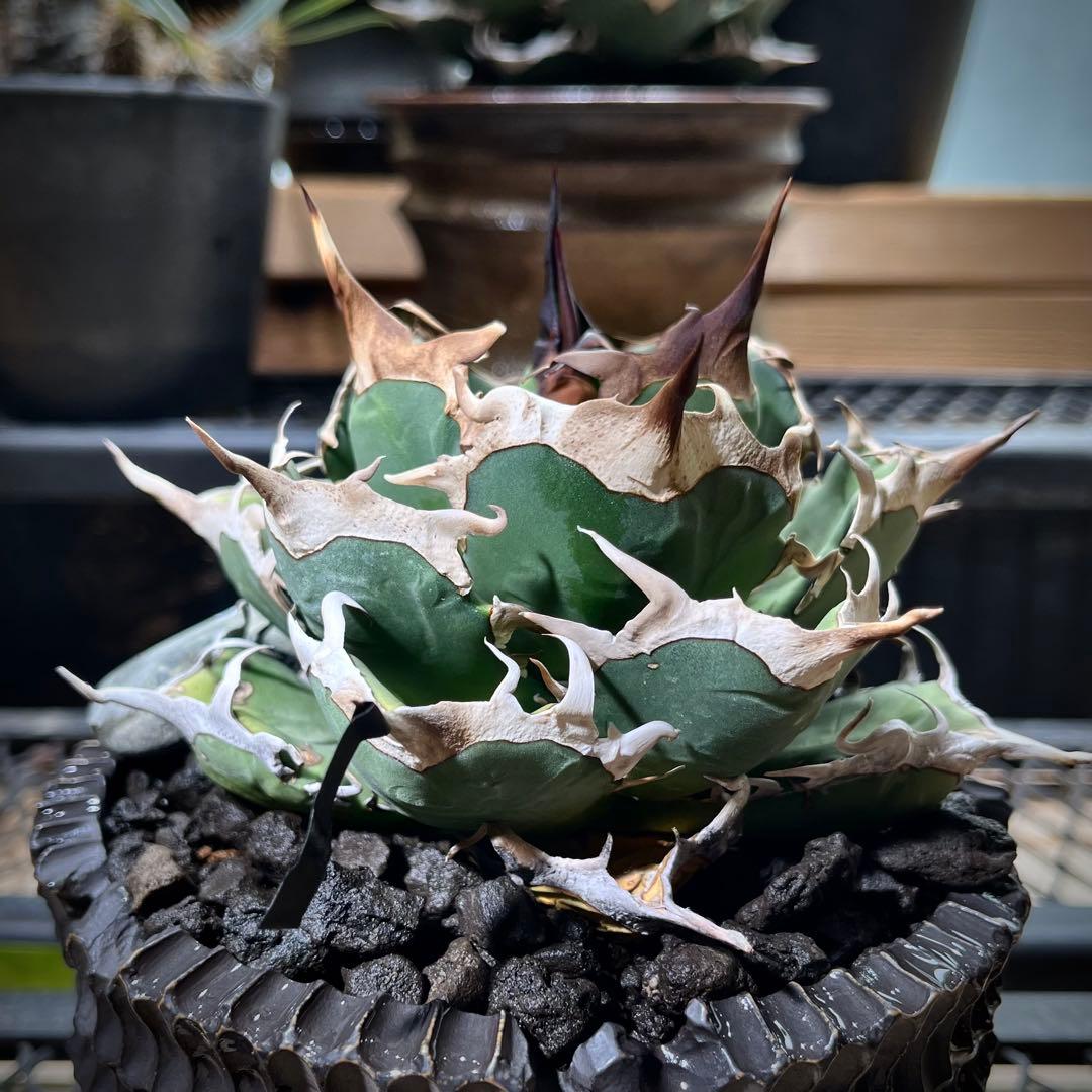 アガベ オテロイ　オアハカ　現地球　子株　チタノタ