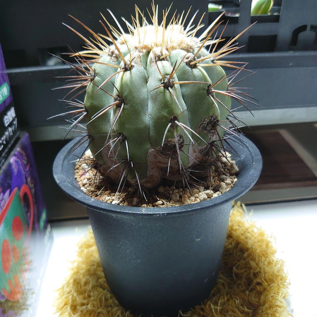 【良型！】逆鱗丸 コピアポア ハセルトニアナ