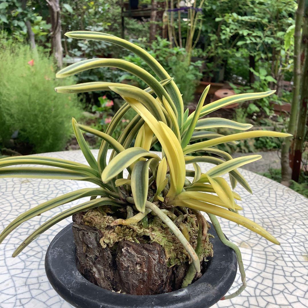 富貴蘭　風蘭　満月